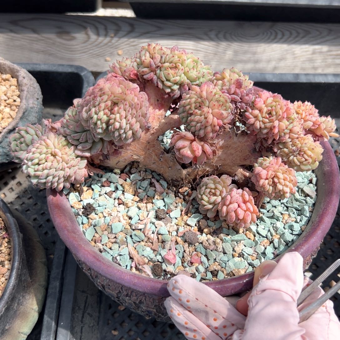 白胖子缀（满38包邮）多肉