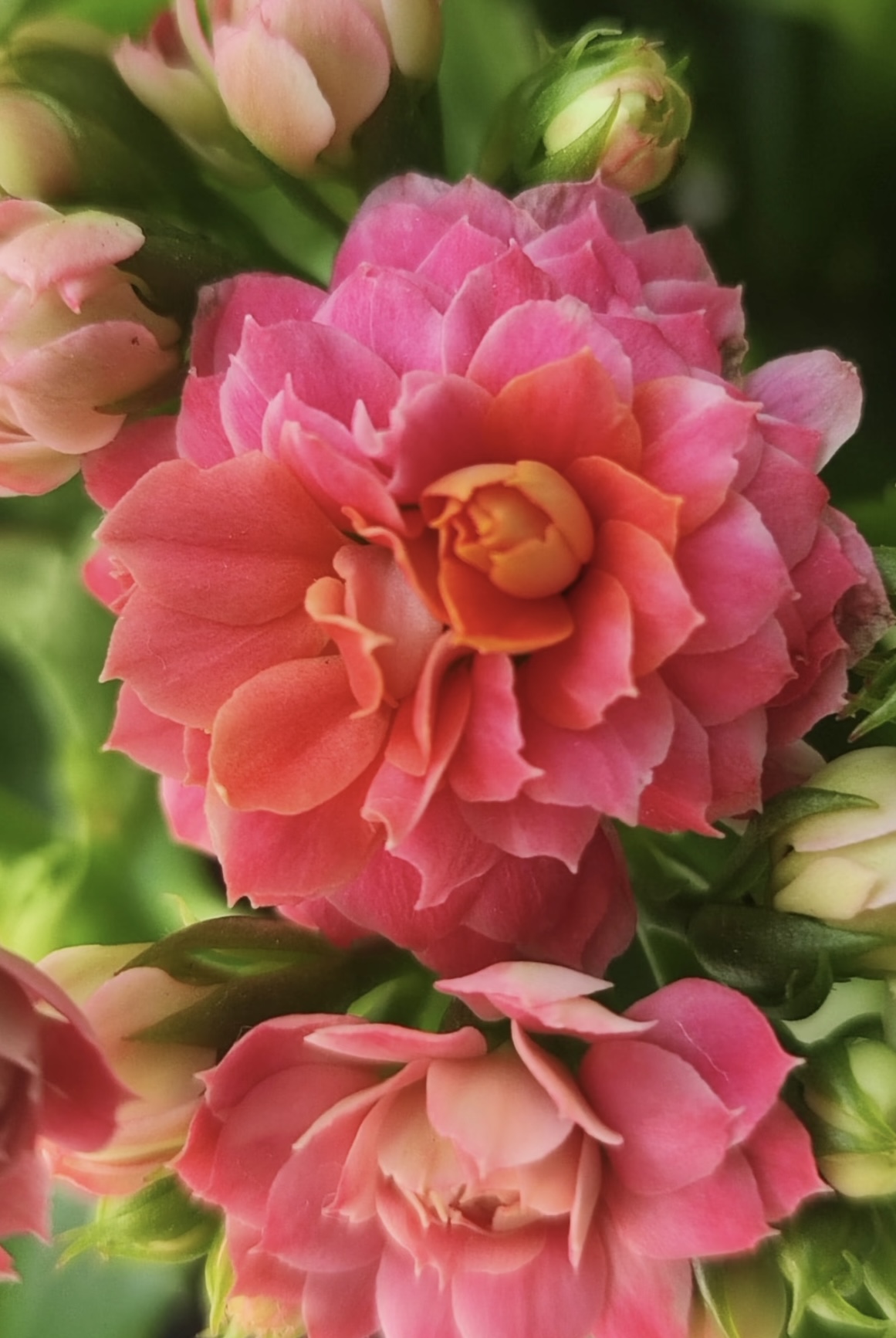 （妃子笑110盆）基地直发长寿花 粉色超级大花品种 懒人花