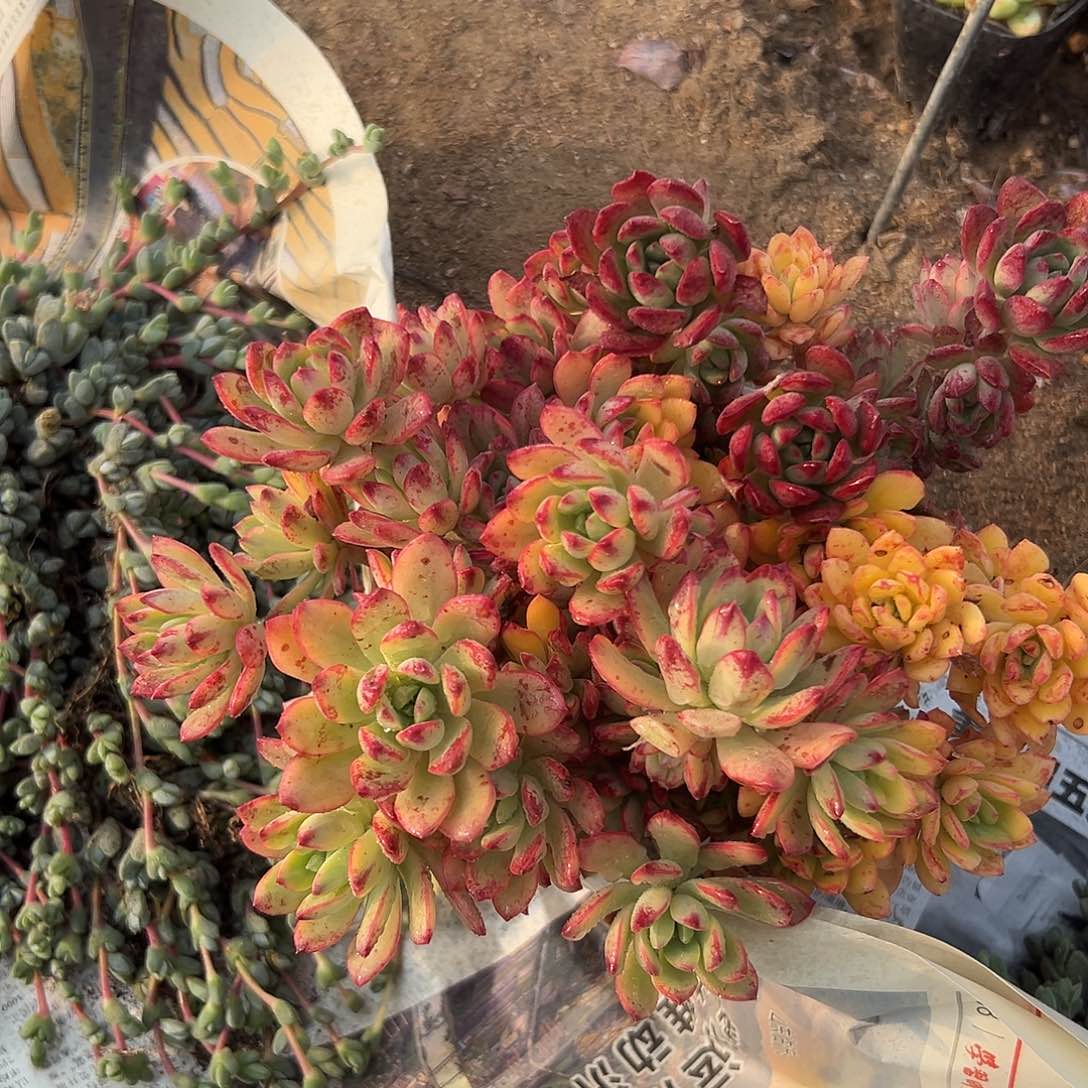 多肉植物叮当锦群