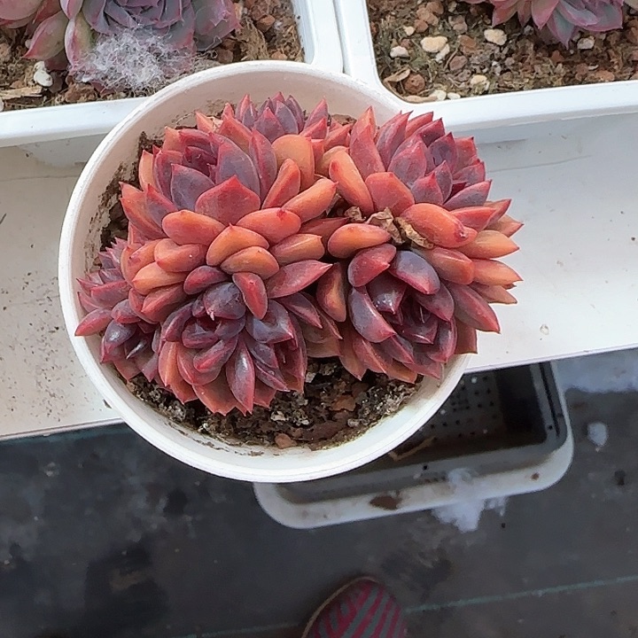 青蛙王子儿童牙膏111