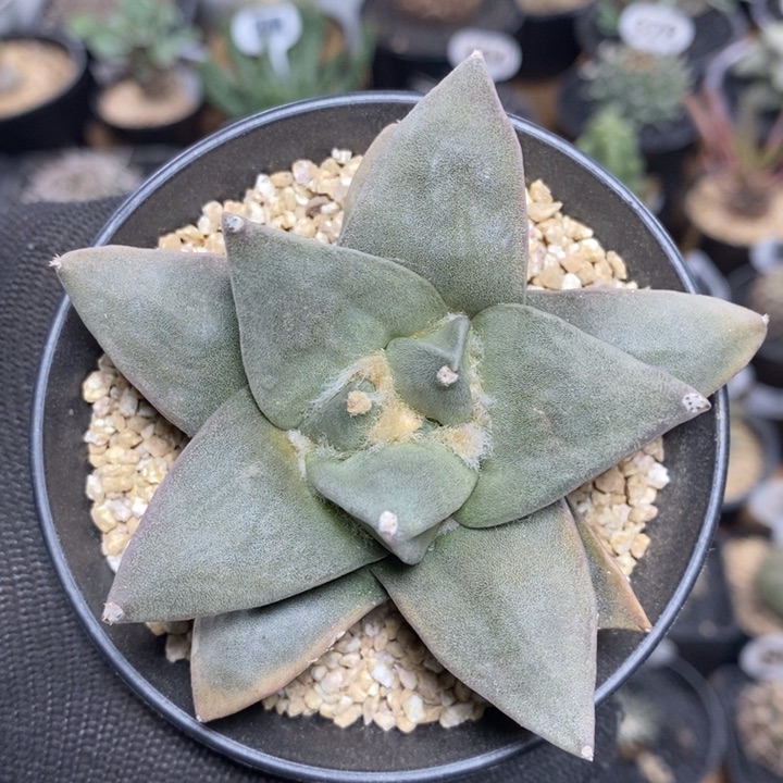 实生岩牡丹194号8.3cm