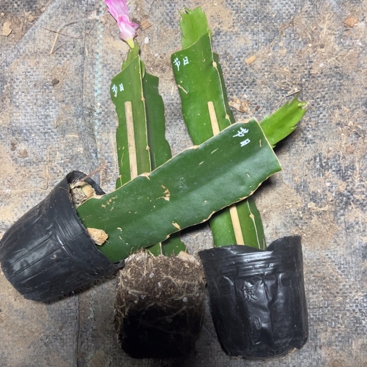 节日狂欢嫁接单片小苗一颗60