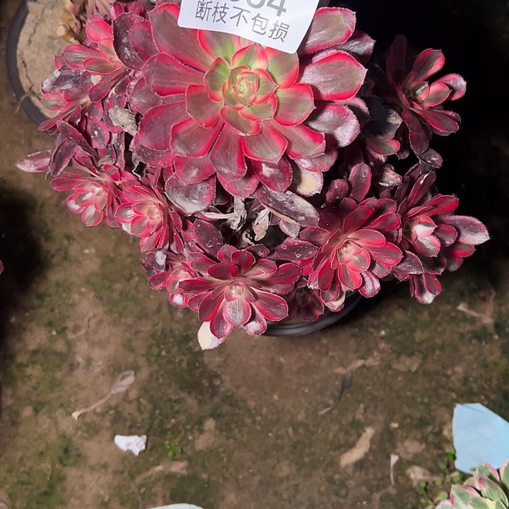 嘉***24554香奈儿多肉植物