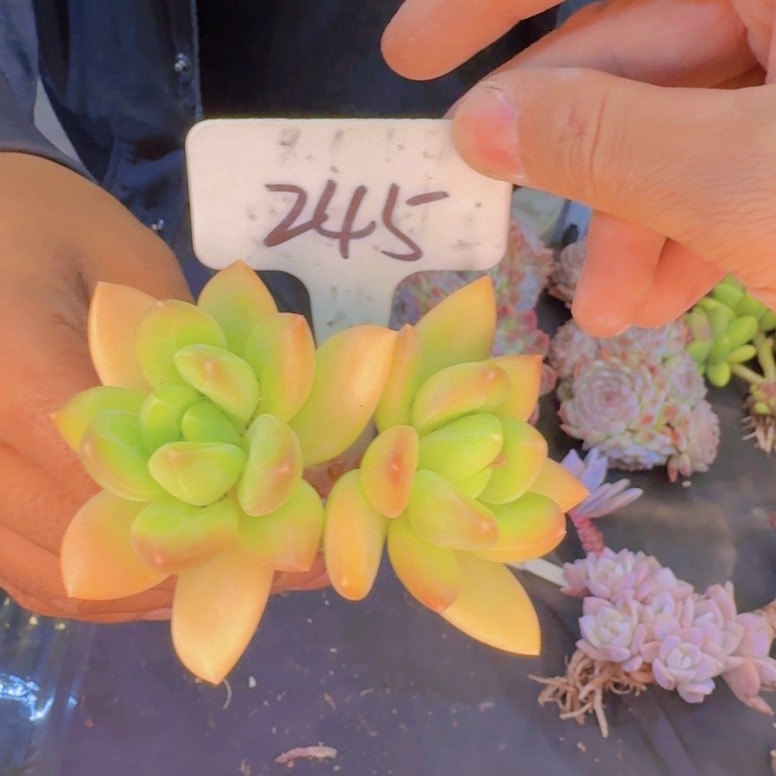 多肉植物的生长发育和