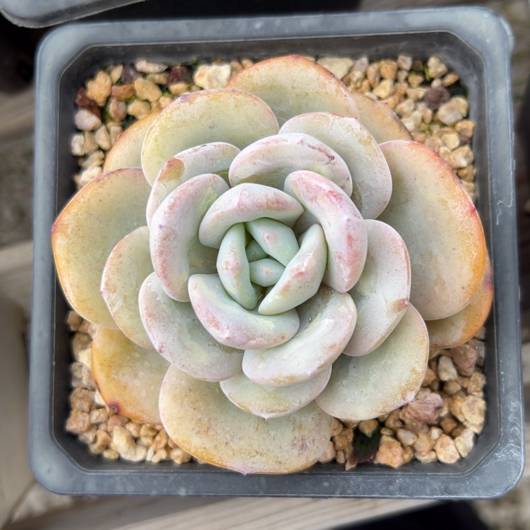 奶茶精控多肉一物一拍