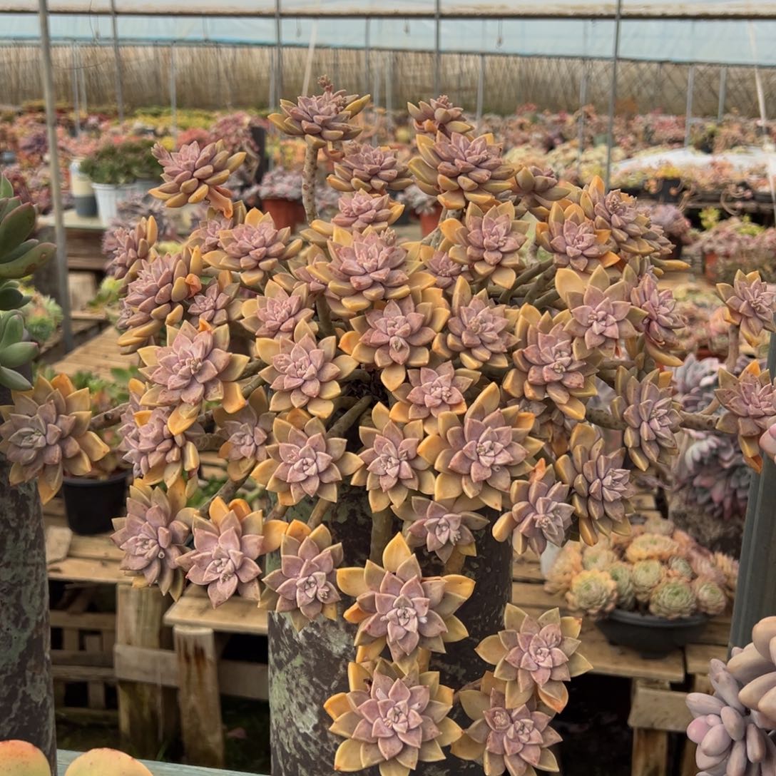 老桩阿伦培加盆发物流