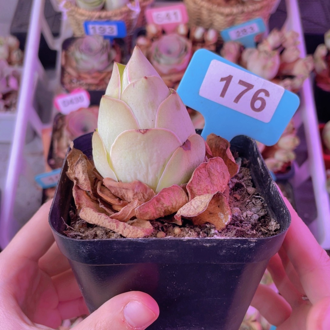 单品一物一拍176号