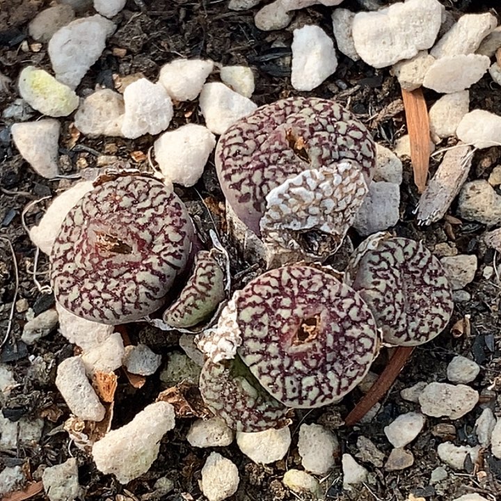 桃喜花园0208-24超墨福利