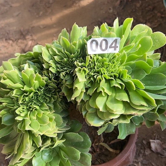 暧****多肉植物一个绿玫瑰004