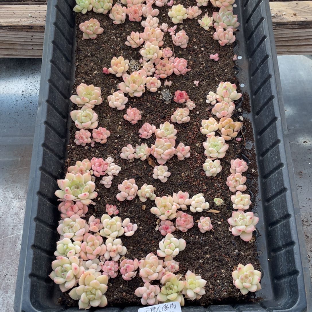 云糖心多肉植物506