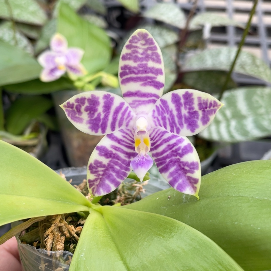 完全开放3681开花株