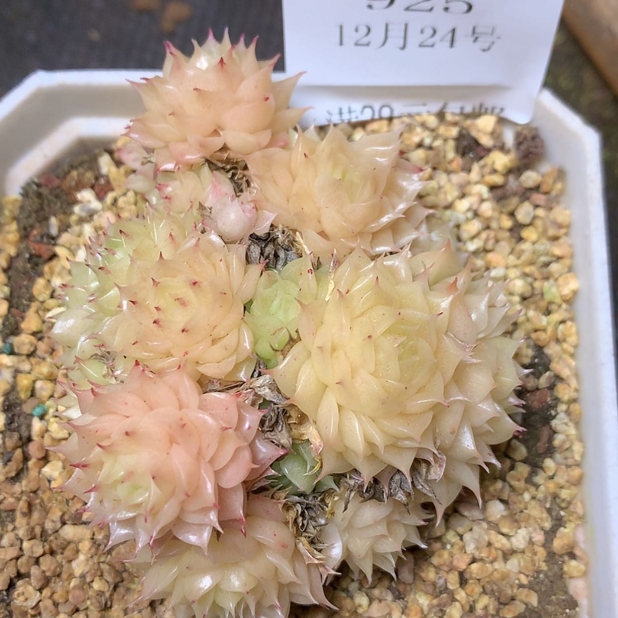 【闪购商品】云925