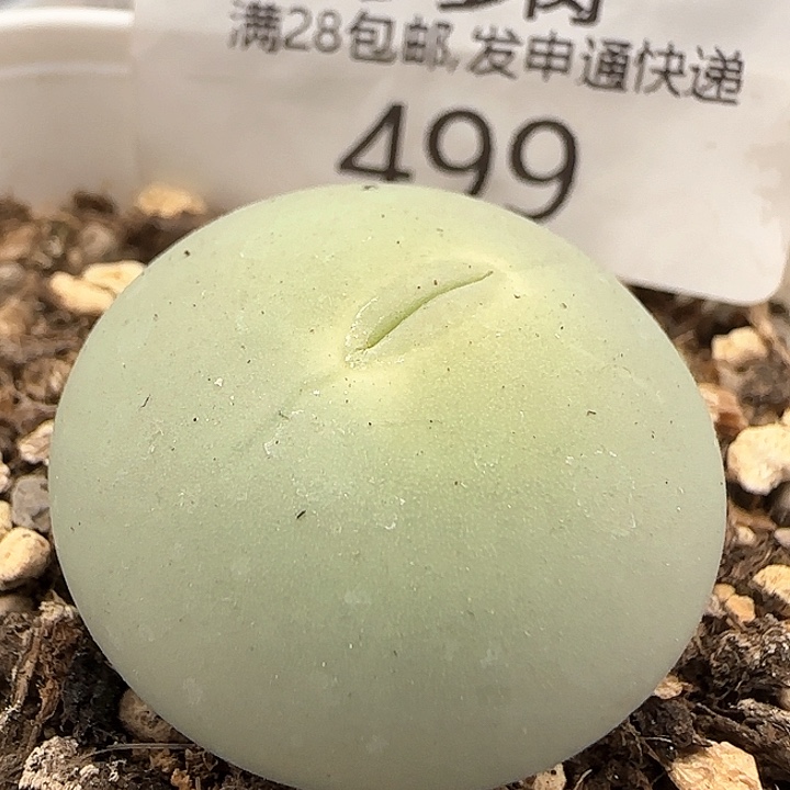 w499。 鸽子蛋。