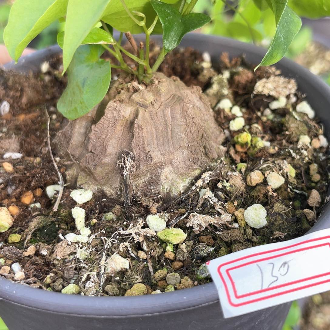 龟甲龙一物一拍130瑕疵特价