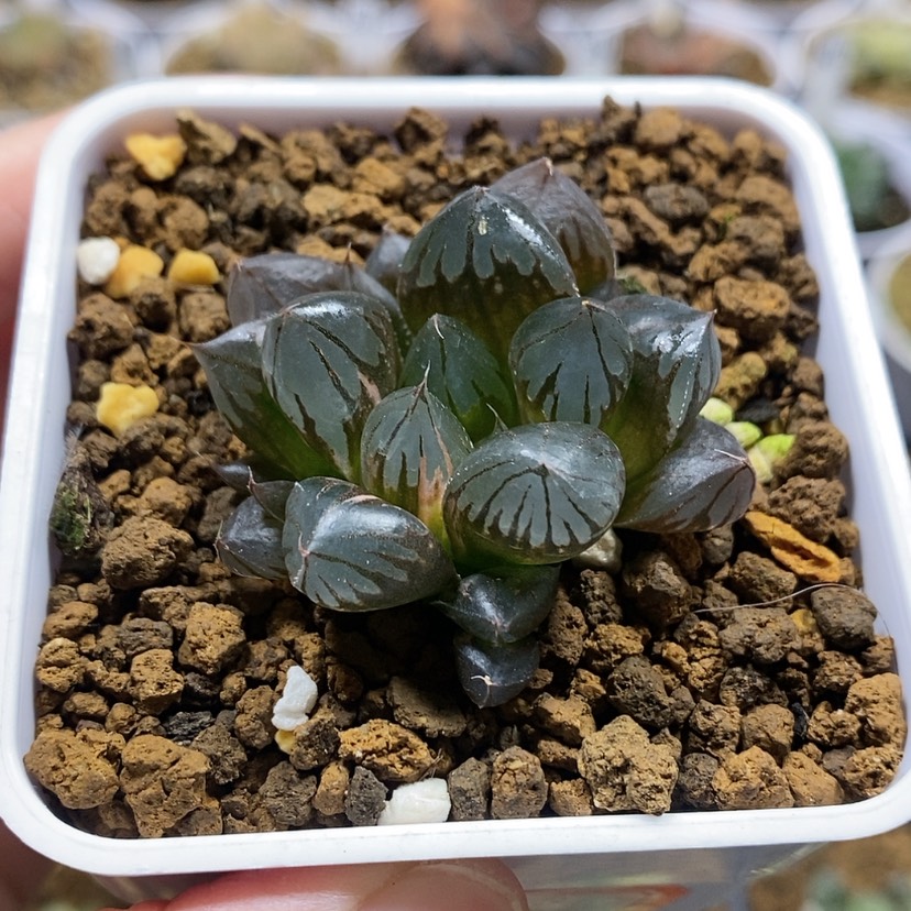 【闪购商品】31水晶