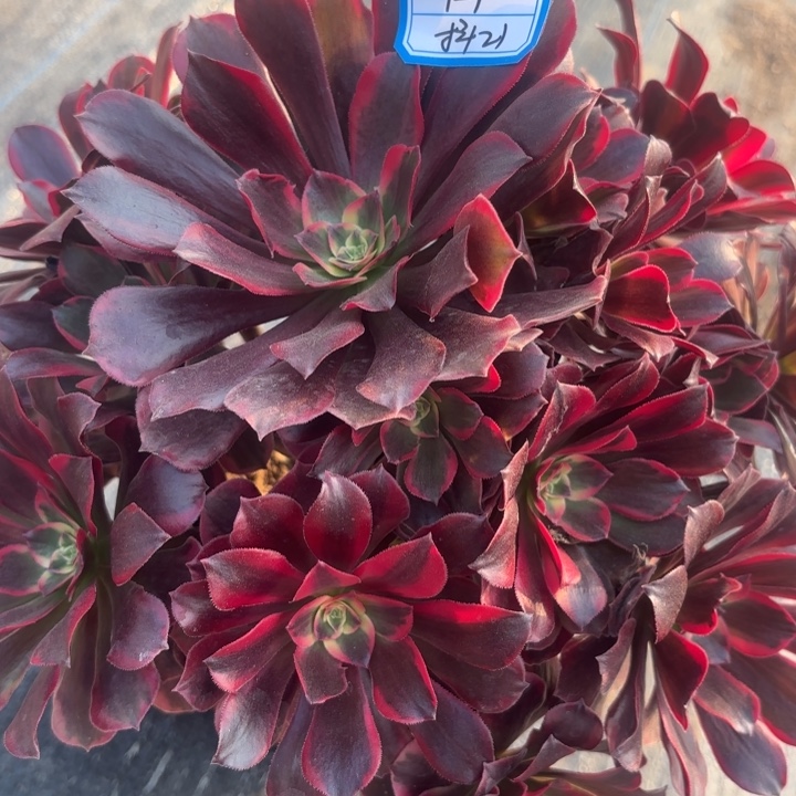 凤冠多肉法师不包损21