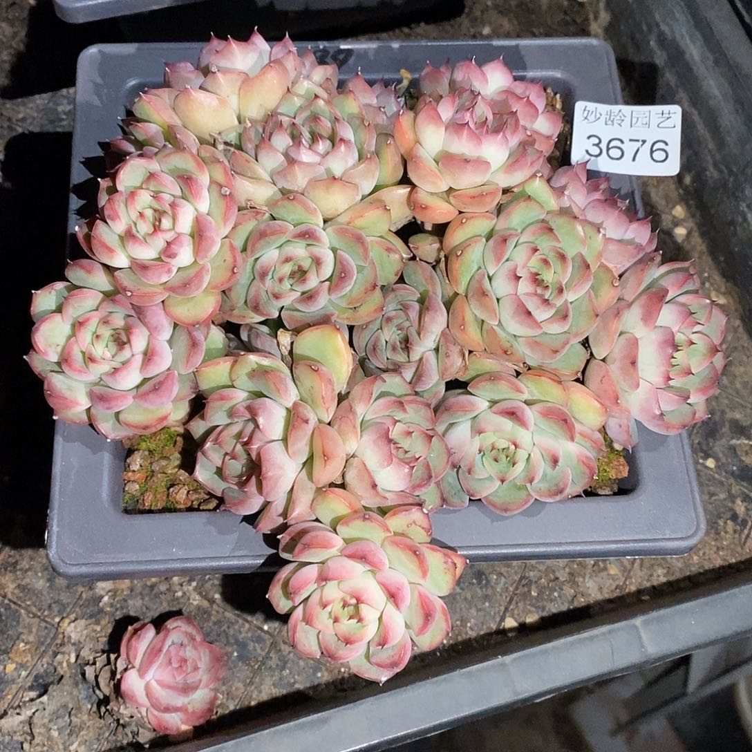 夕***美3676下播福利～17厘米