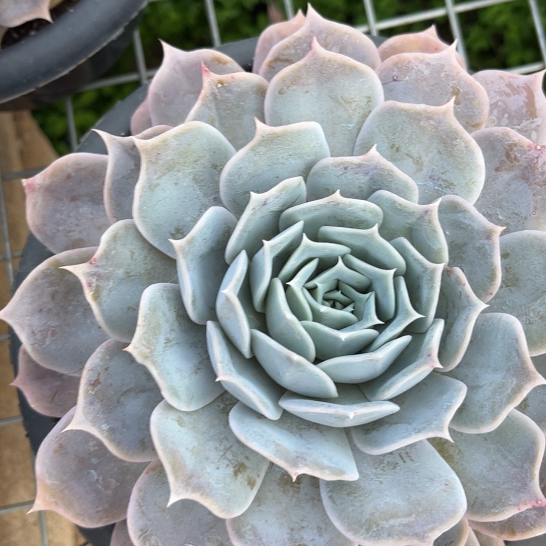 好姑娘多肉园艺，蓝鲸