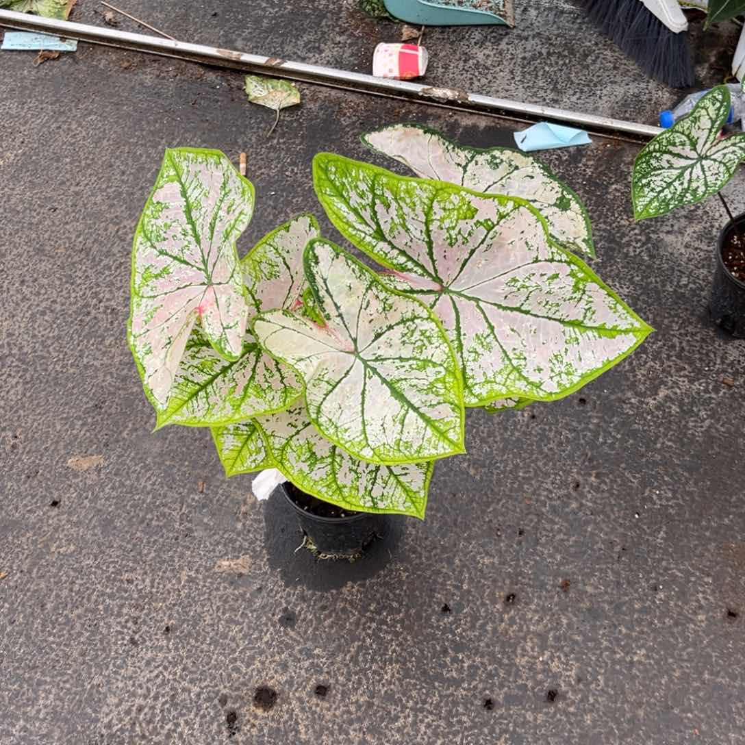 大部分开放少量花苞洁粉色飞溅