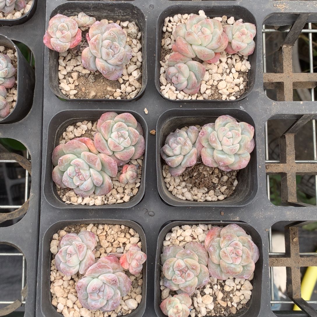 2796六颗冰玉脱土包邮