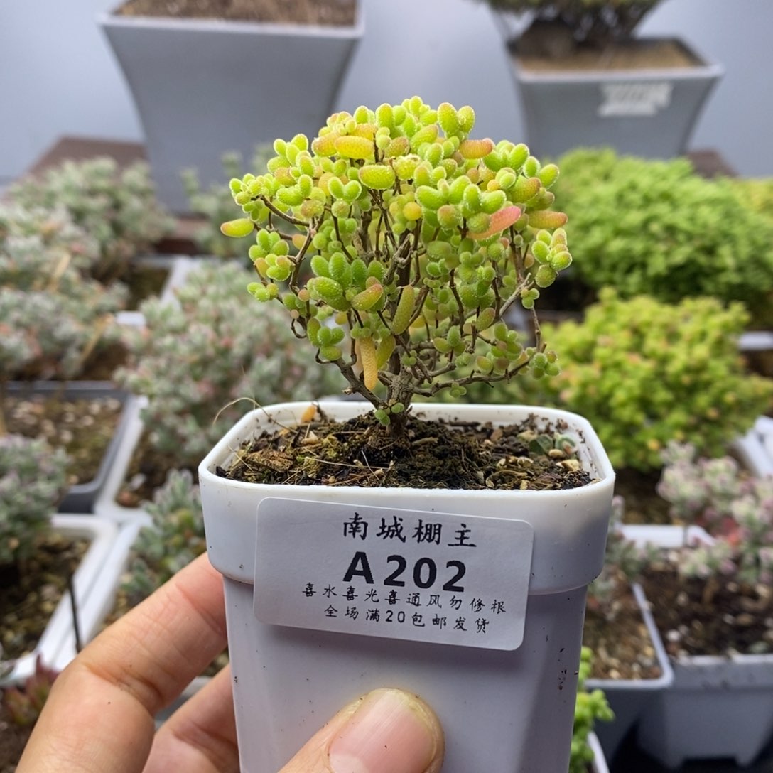 202蜜橘糖球枝干番杏