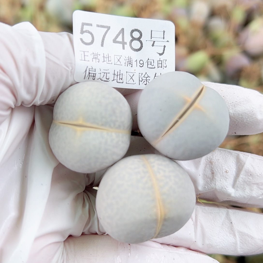 5748四年高尔夫三个2.3cm左右