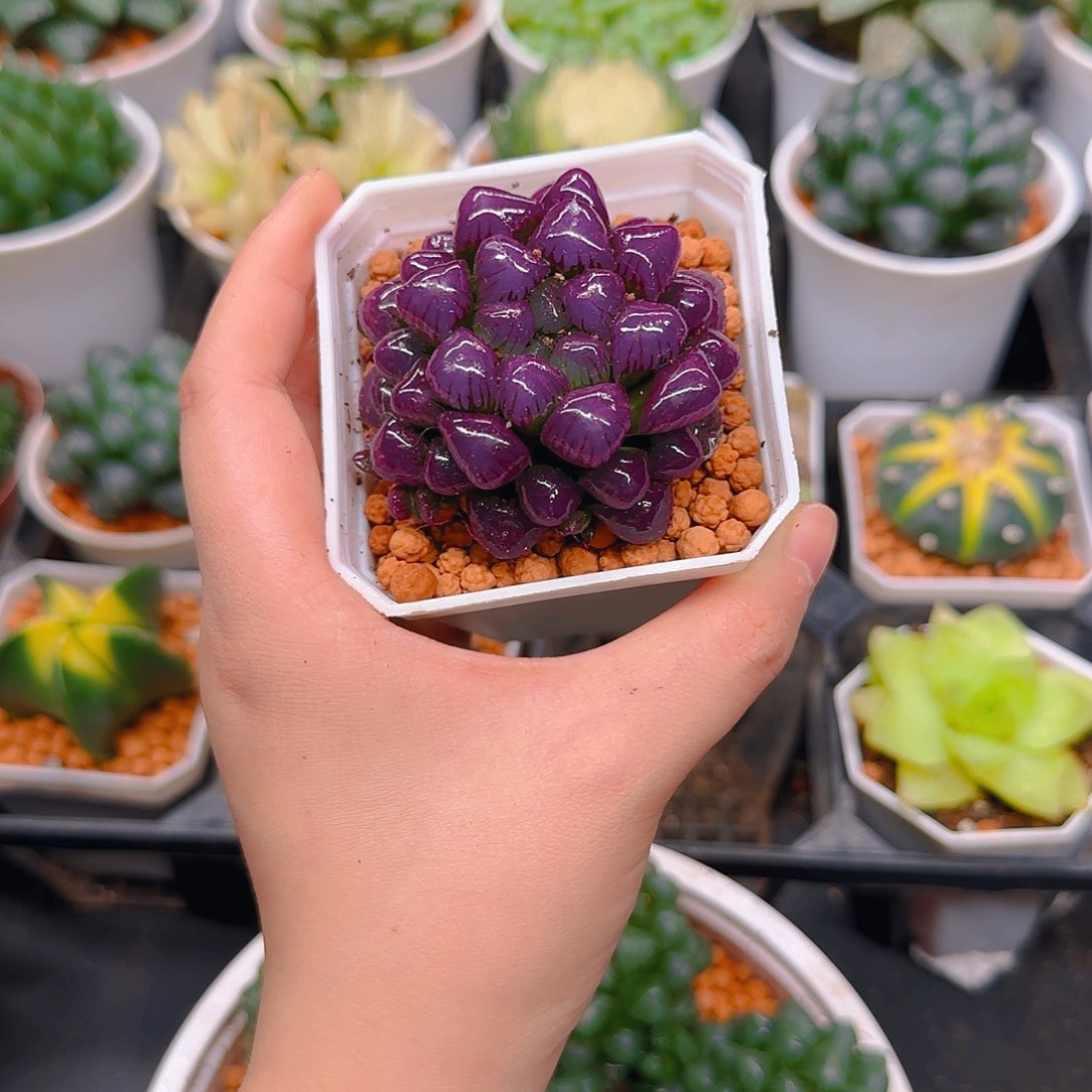 紫宝石冰灯玉露，原盆