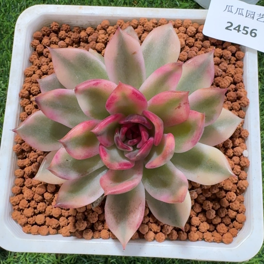 2456火焰山多肉植物的