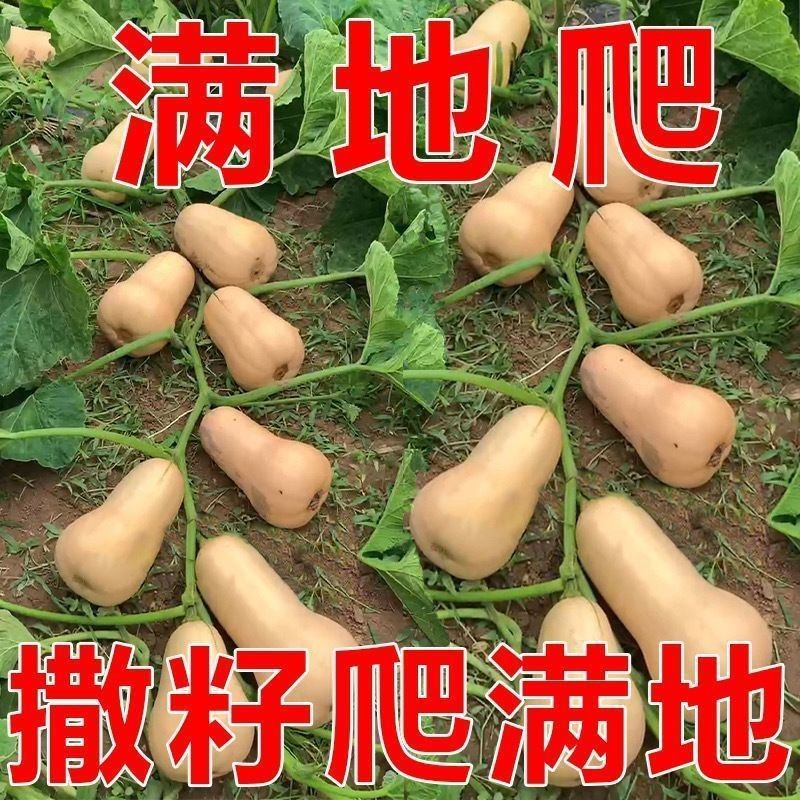 【满地爬】正品奶油南瓜种子春秋四季香芋蜜本甜糯红甜栗南瓜种子