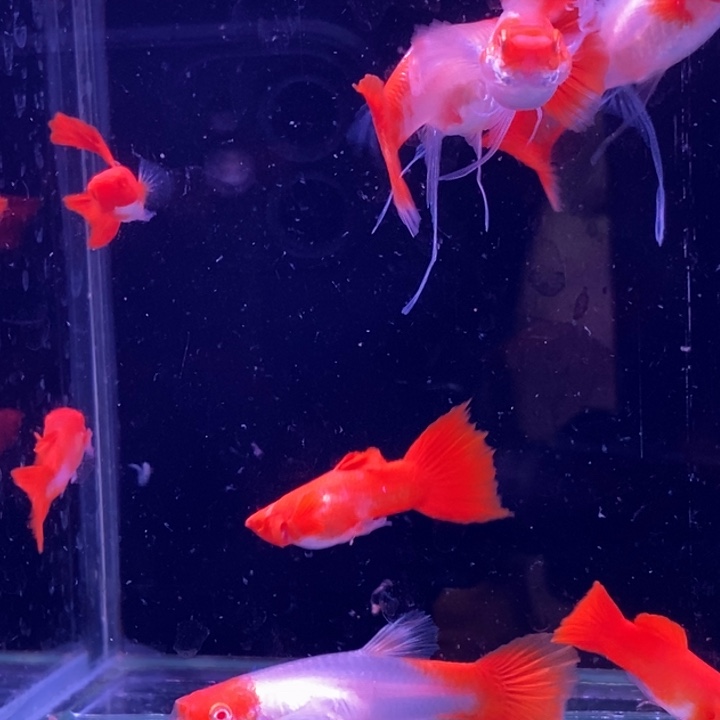 孔雀鱼血红飘带10条包邮