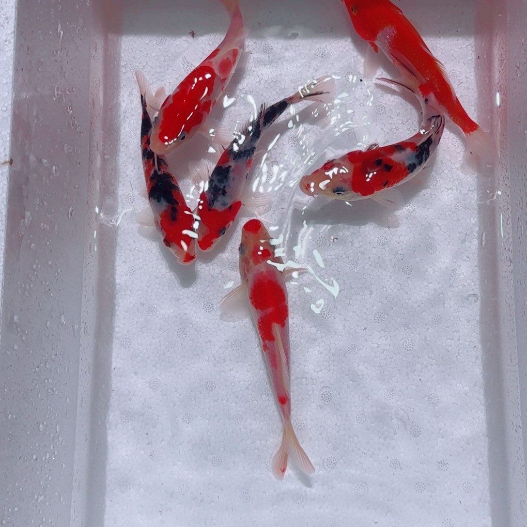 海水精品锦鲤观赏