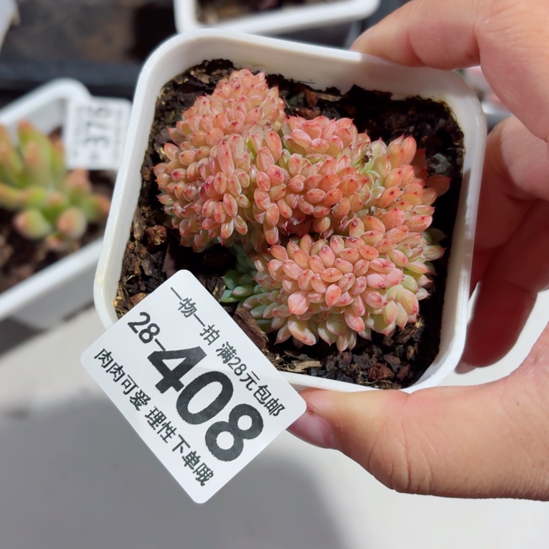 白胖子缀化无盆土发货无盆