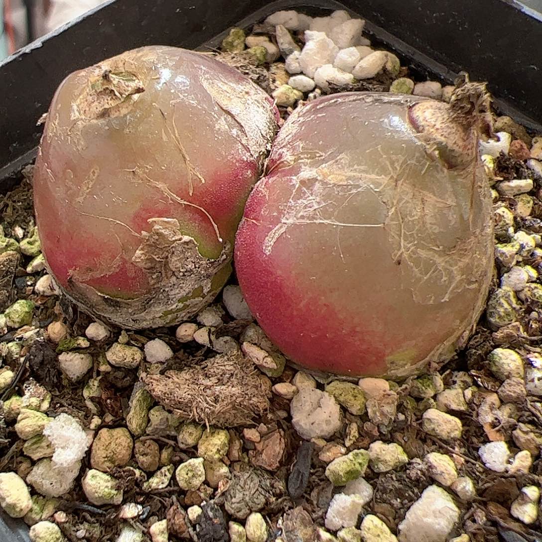 【闪购商品】280 双头灯泡