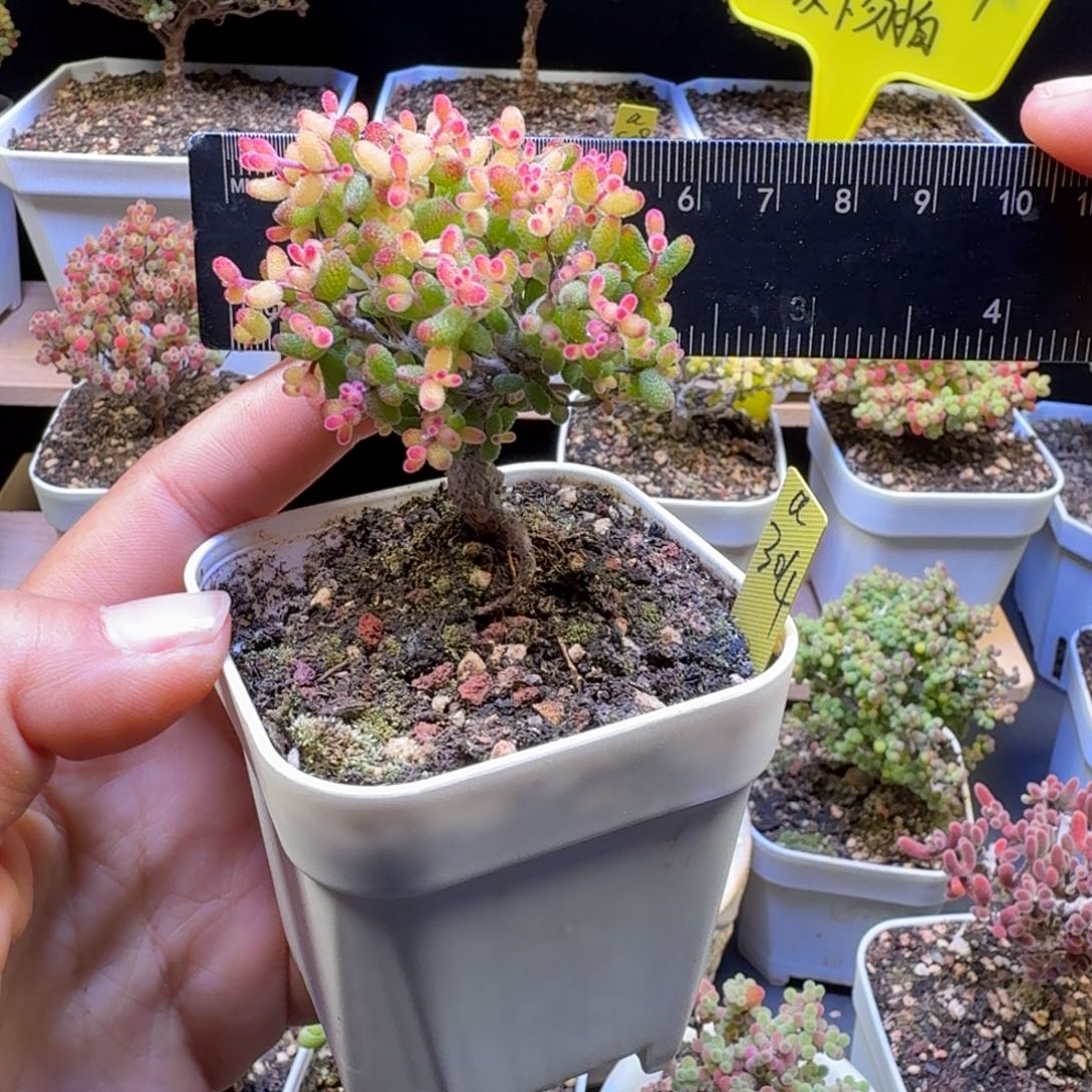 a304号糖球锦冠服6厘米左右