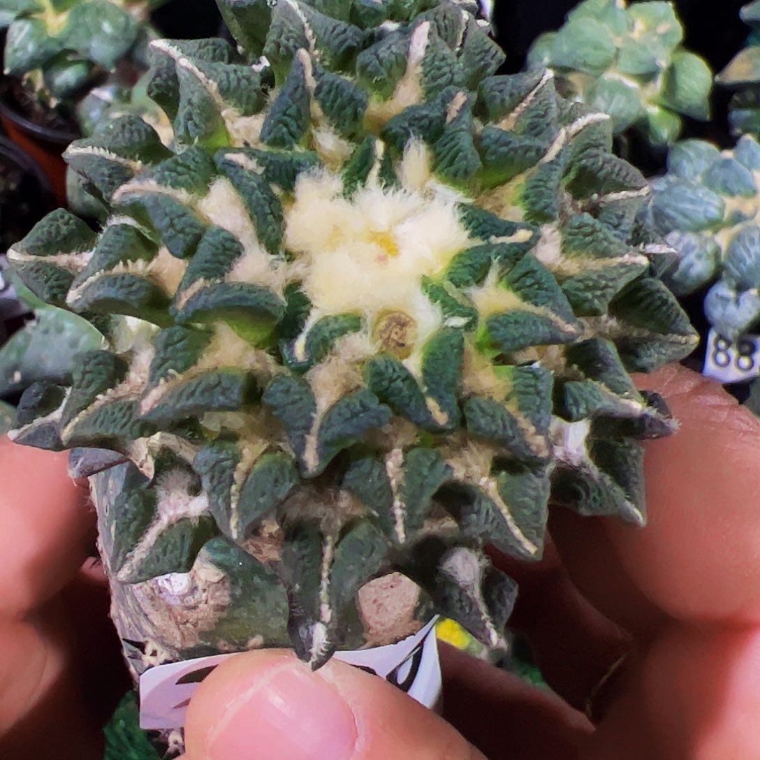 无花朵黑牡丹带个侧芽286