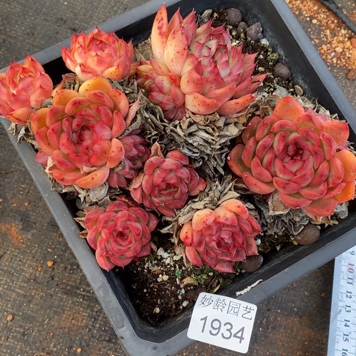 1934杂交老桩基地～16厘米