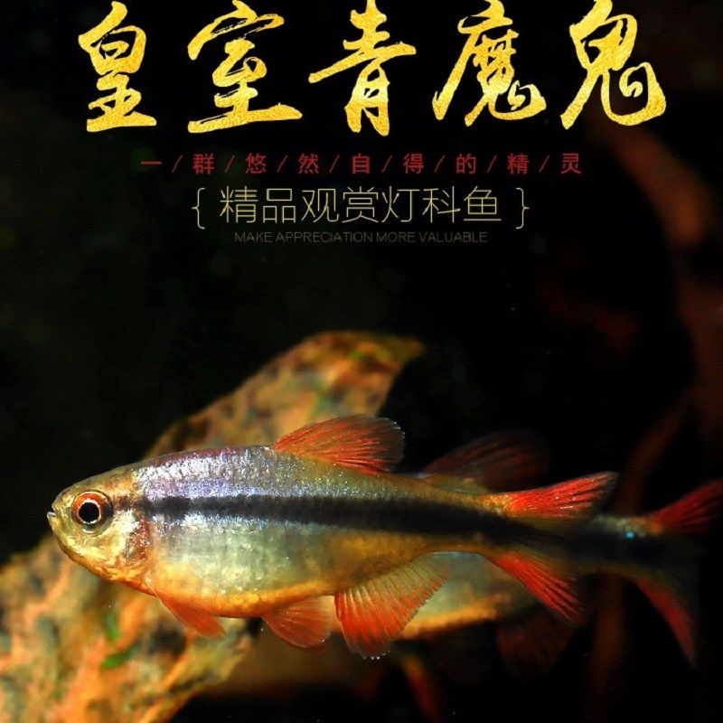 【福利专用】皇室青魔鬼