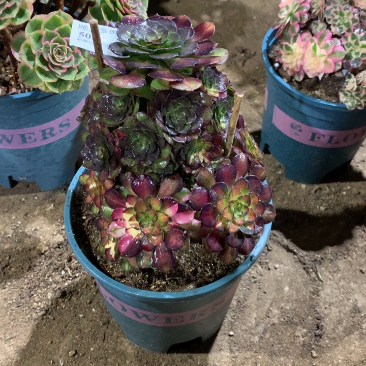 500海王七彩多肉植物