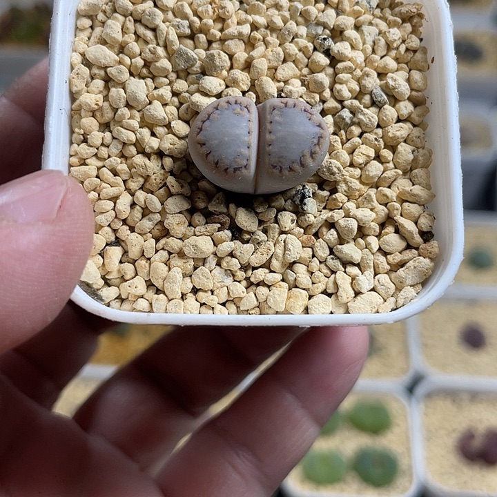 佳人园艺多肉生石花饼干68