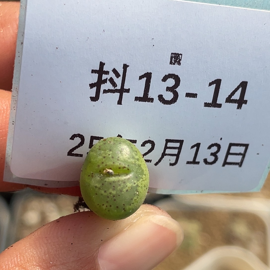 13-14勋章多肉植物