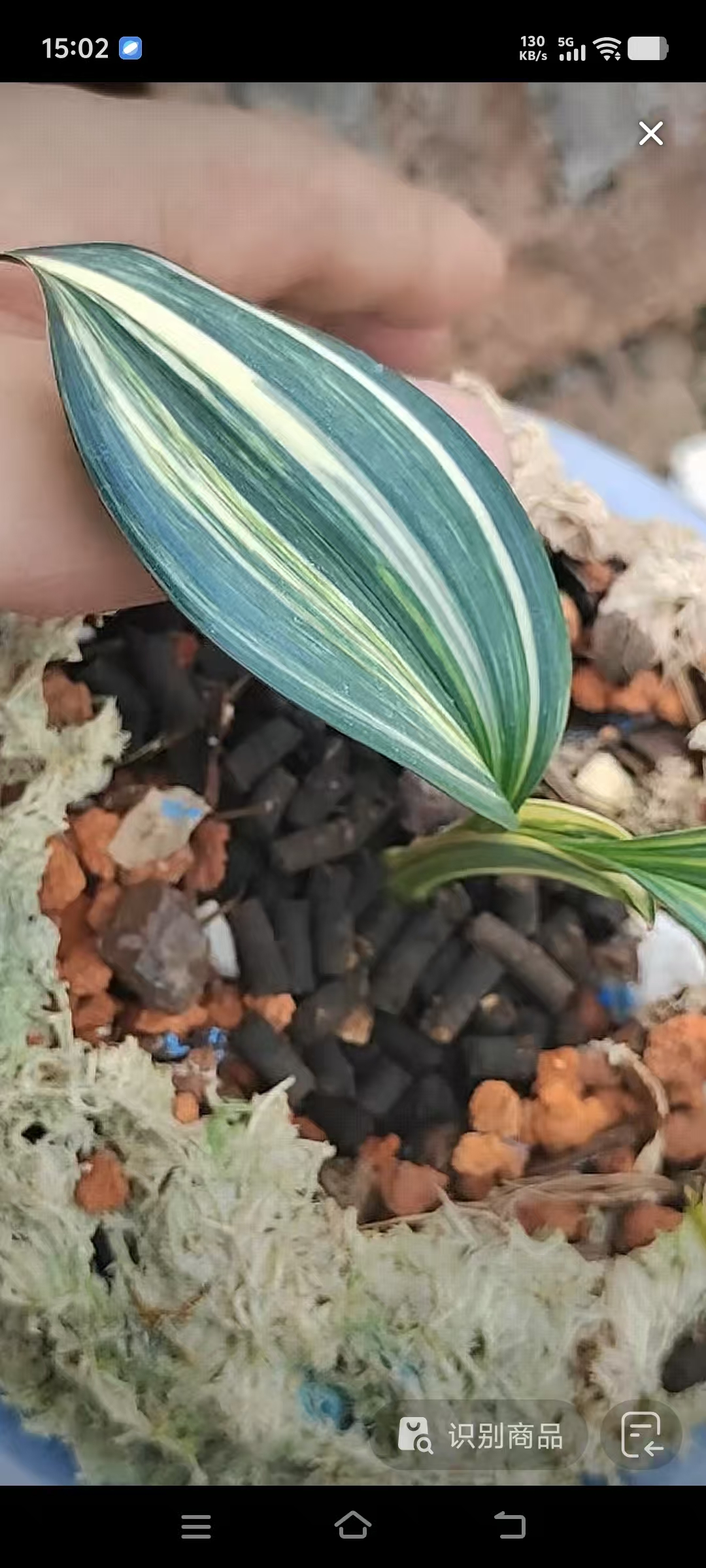 盆栽室内四季常青好养宽叶兰花苗（下单以直播间实物为准）