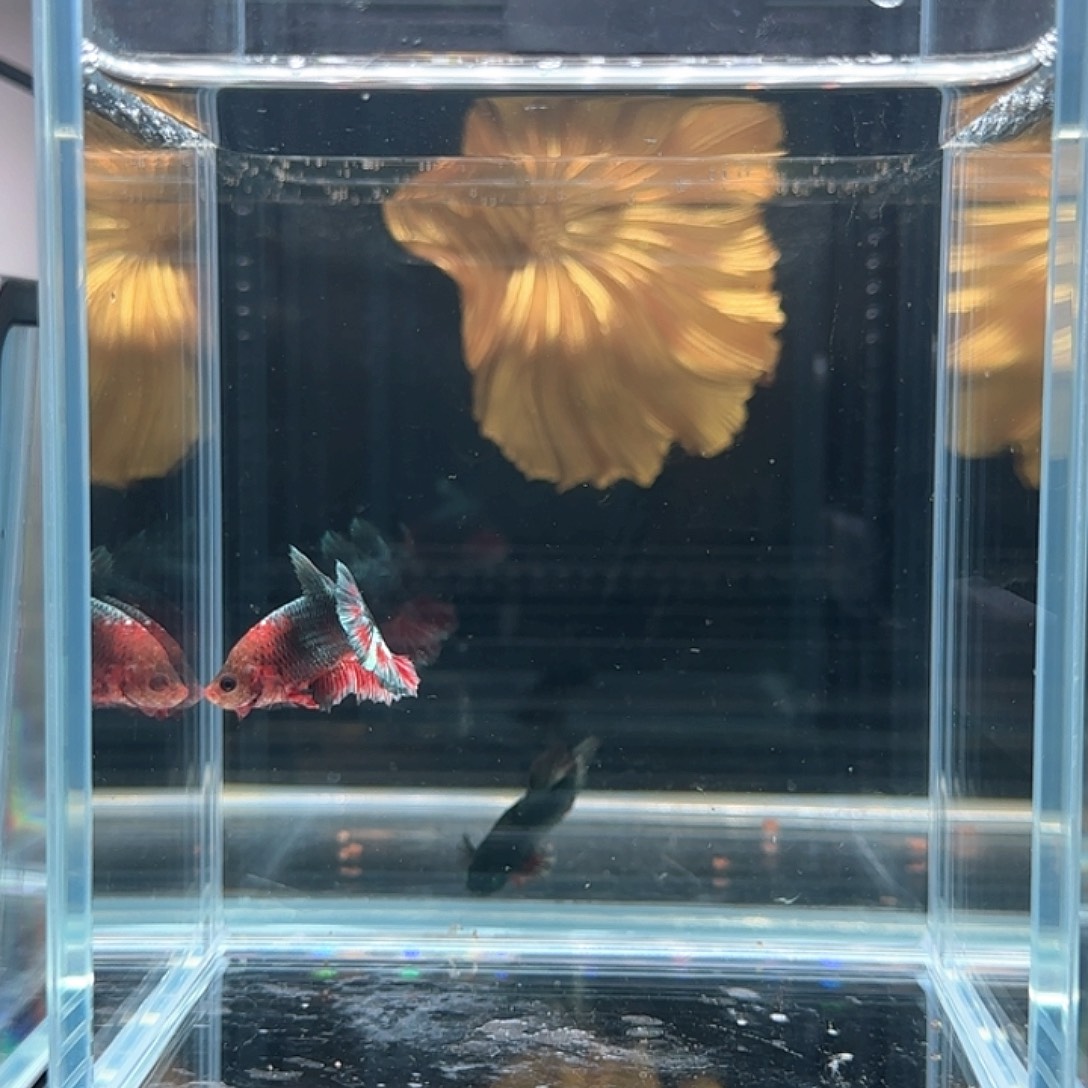 斗鱼活体观赏鱼好养耐活