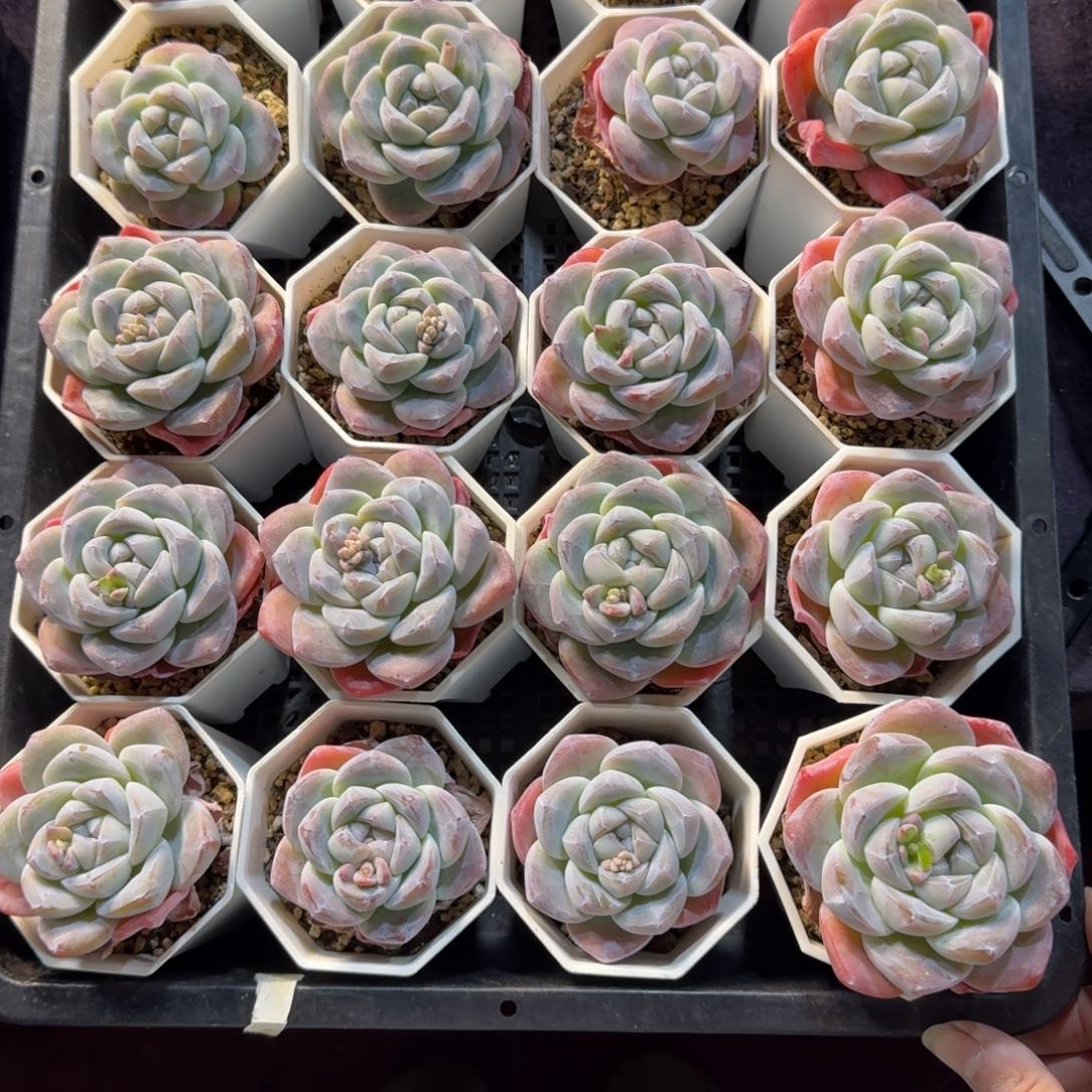 ****心冰玉一筐一物一拍28带盆