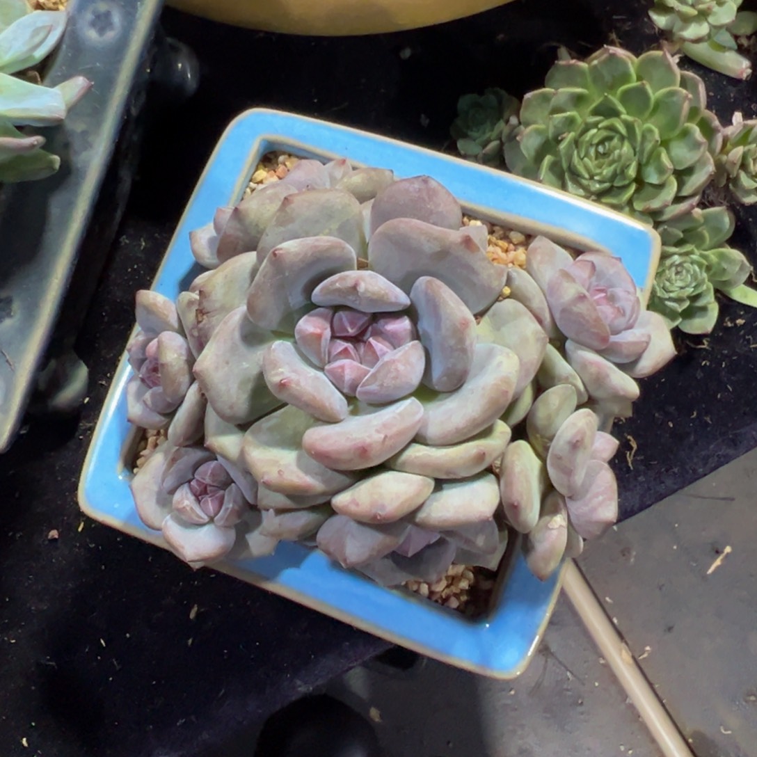 星影石榴籽自然群生