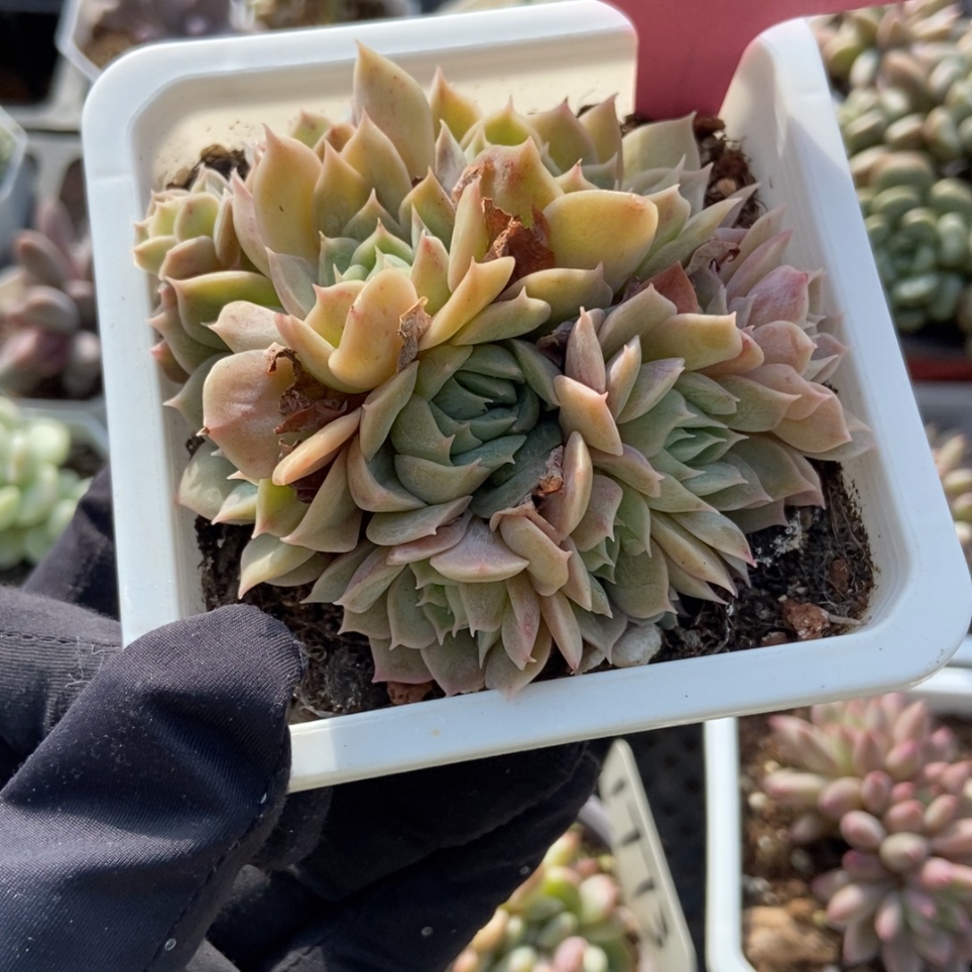 117盎司诺多肉植物多肉