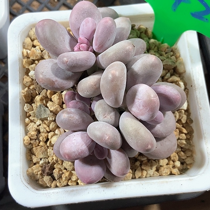 多肉植物奶酪842