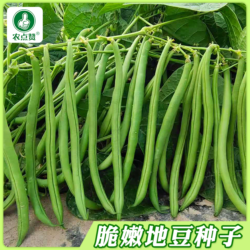 无架豆种子不搭架长豇豆种籽地豆蔬菜种孑阳台春秋季四季播种豆角商品图