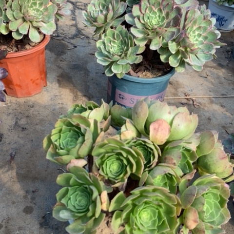 万圣夜多肉植物089