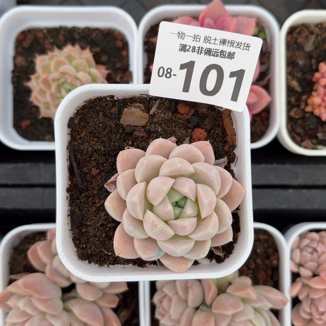 奶油美人小单头多肉多肉