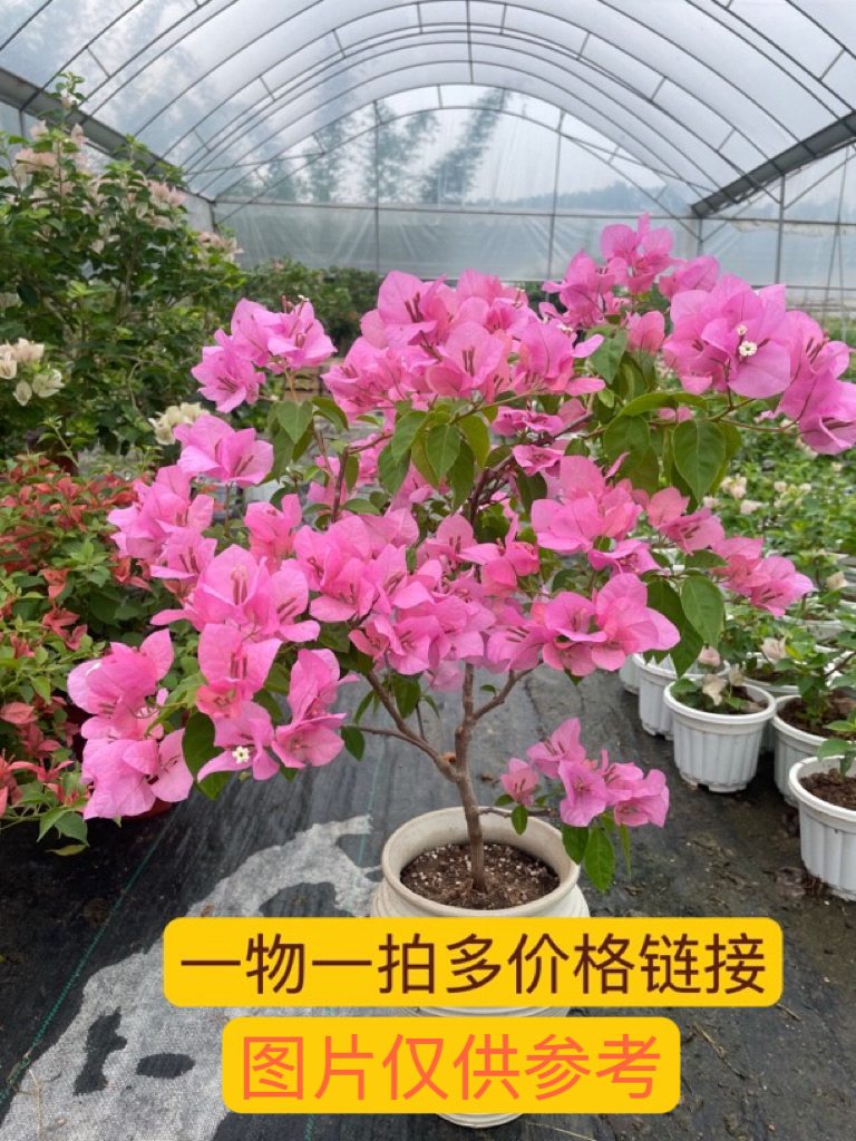 三角梅盆栽带花四季开花耐热耐寒好养适合阳台庭院种植